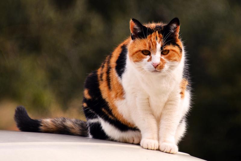Proper Cat Litter Trays: 5 Factors You Should Consider