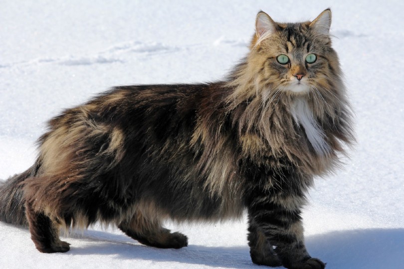 Pet Porte Microchip Cat Flap – A Doorman For Your Cats